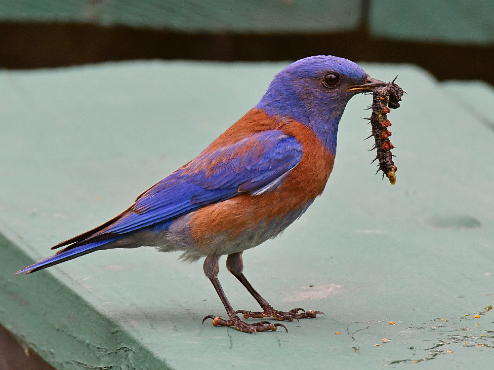 Bluebird2.jpg