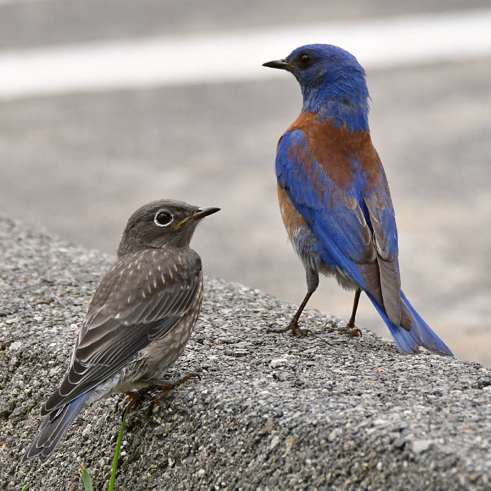 Bluebird2.jpg