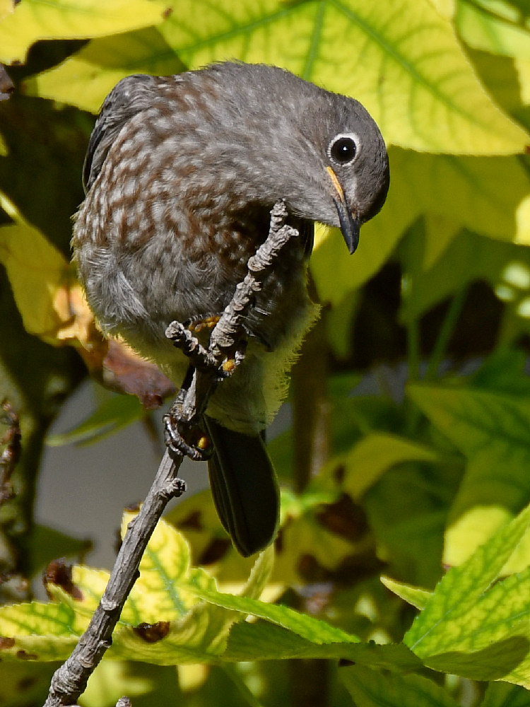 Bluebird2.jpg