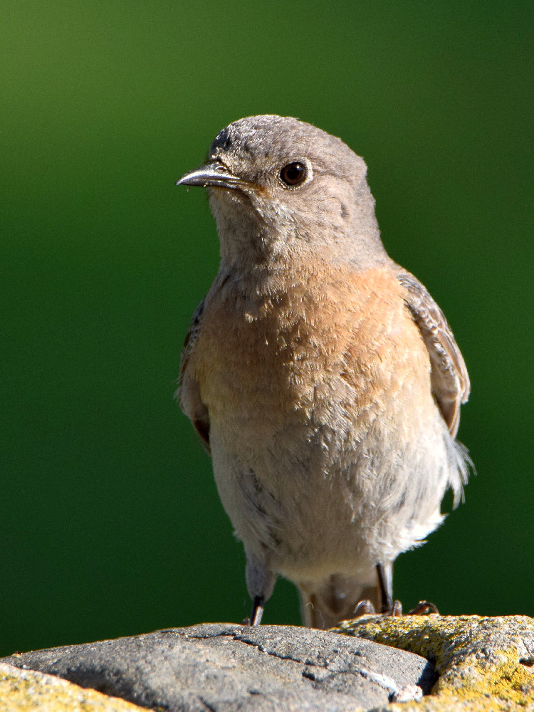 Bluebird2.jpg
