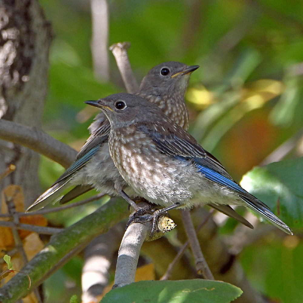 Bluebird2.jpg