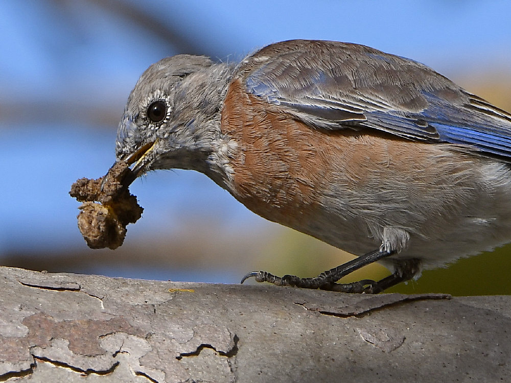 Bluebird2.jpg