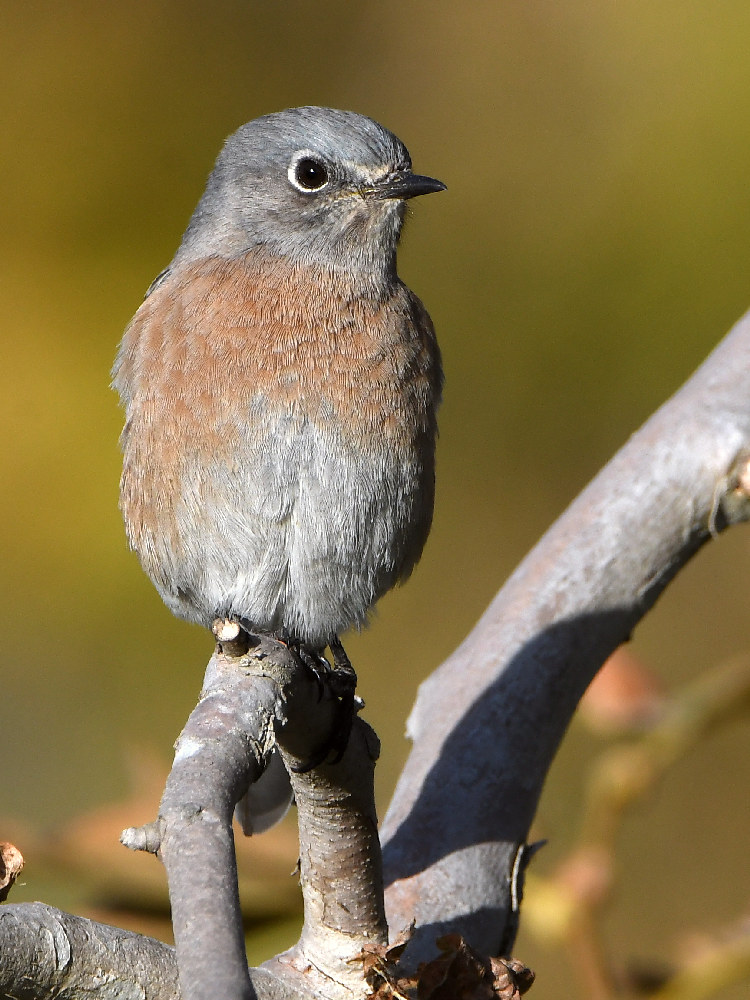 Bluebird2.jpg