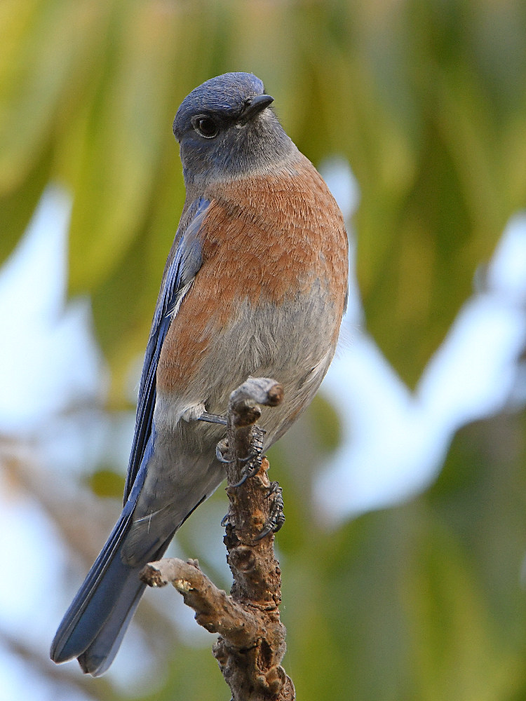 Bluebird2.jpg