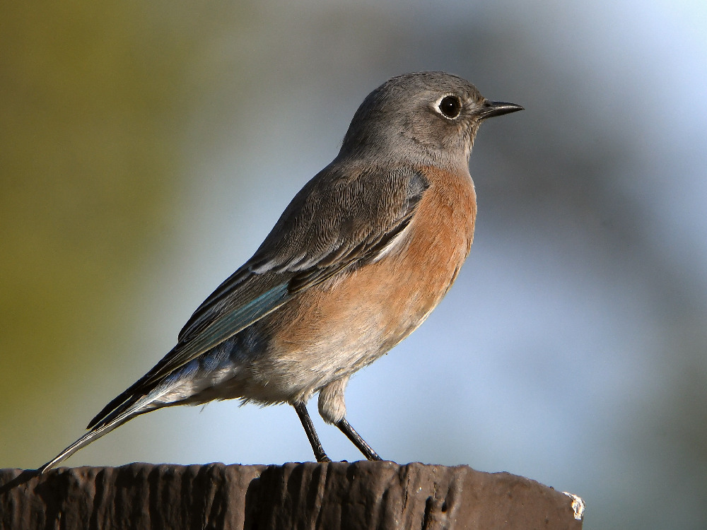 Bluebird2.jpg