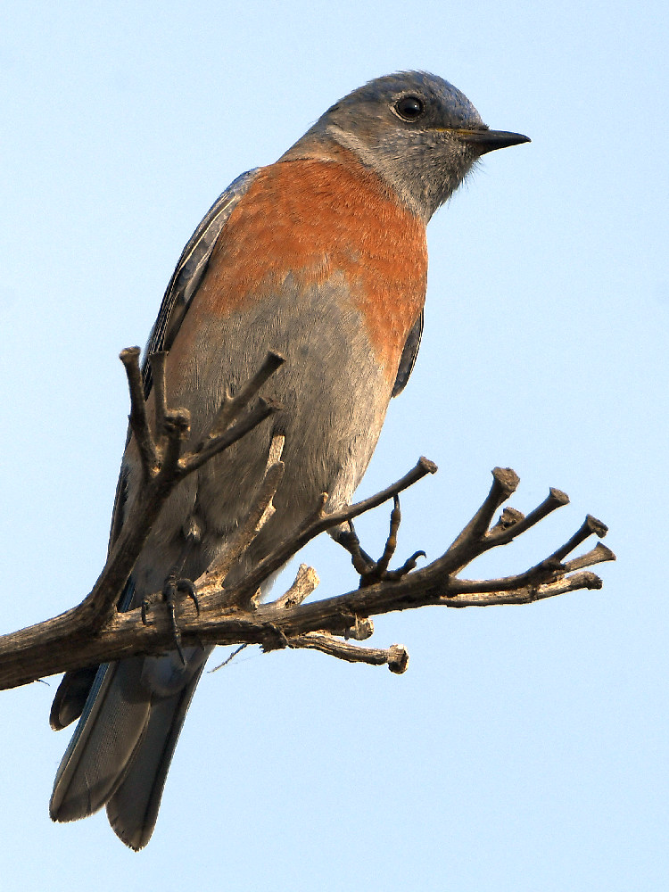 Bluebird2.jpg