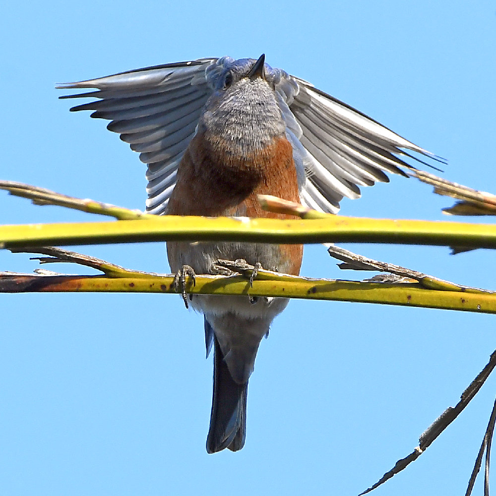 Bluebird2.jpg