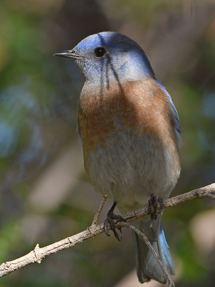 Bluebird2.jpg