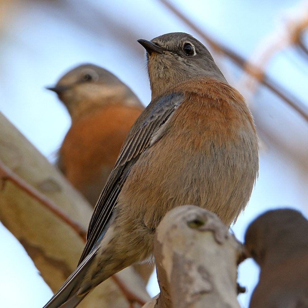Bluebird2.jpg