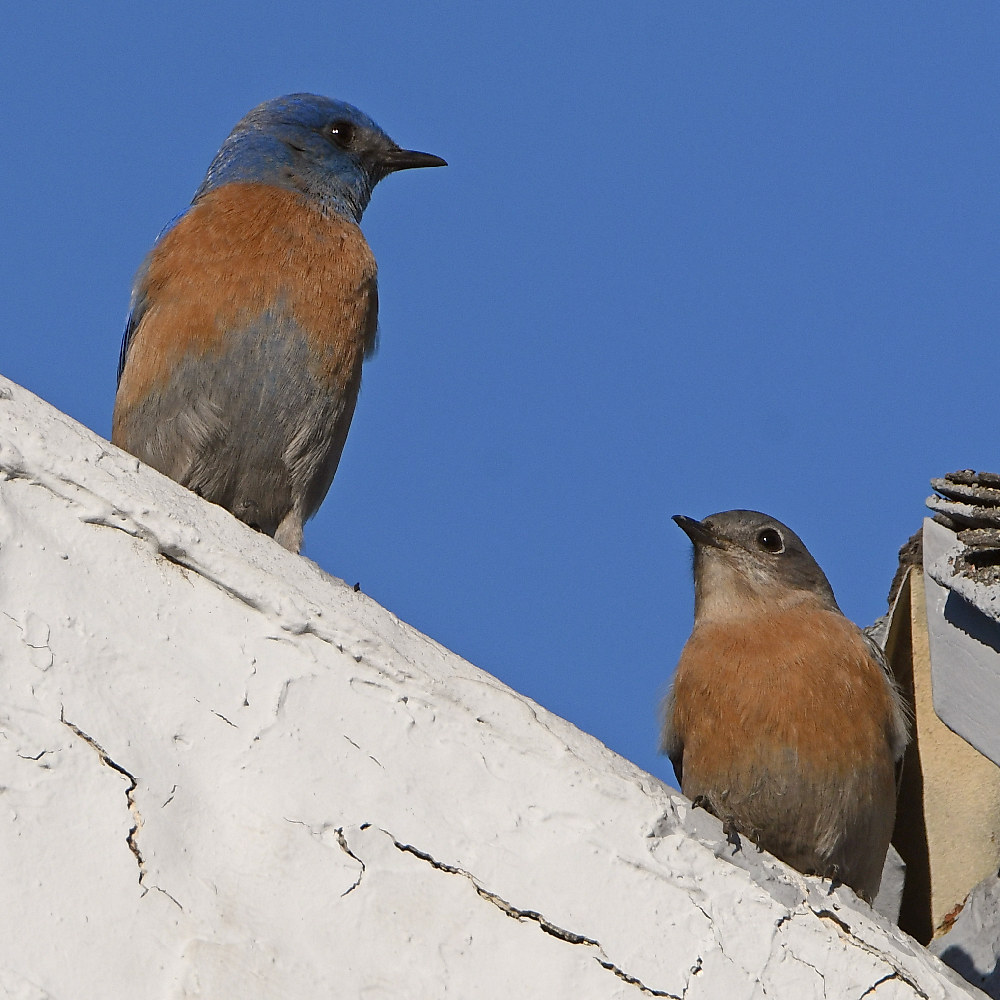 Bluebird2.jpg