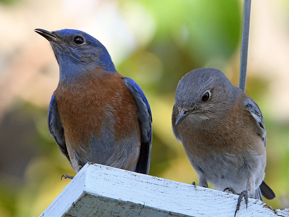 Bluebird2.jpg