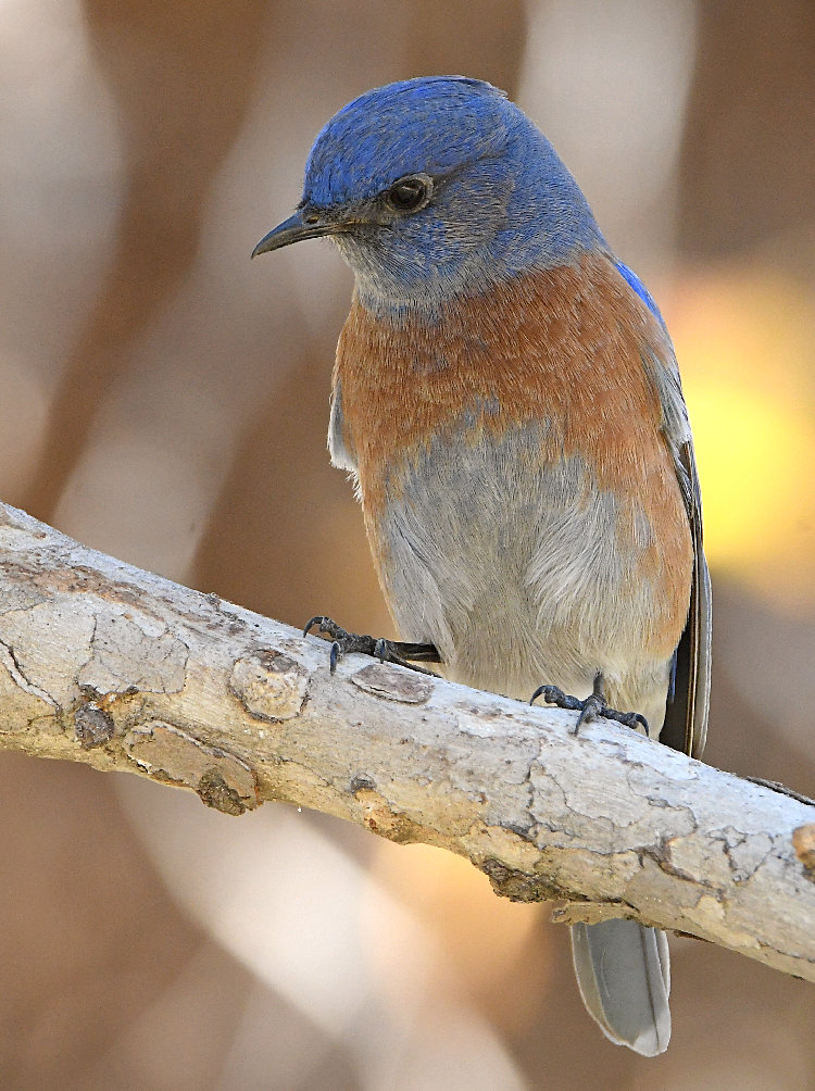 Bluebird2.jpg