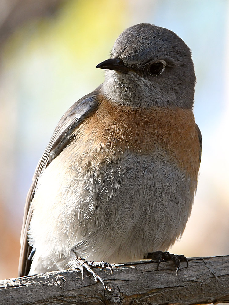Bluebird2.jpg