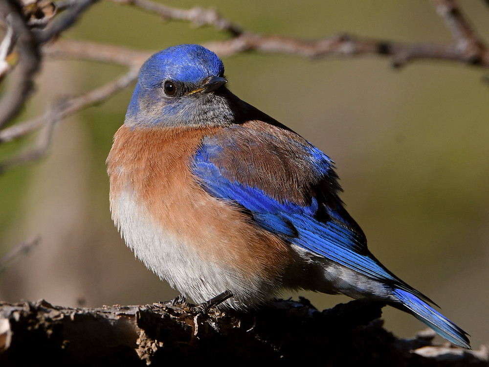 Bluebird2.jpg