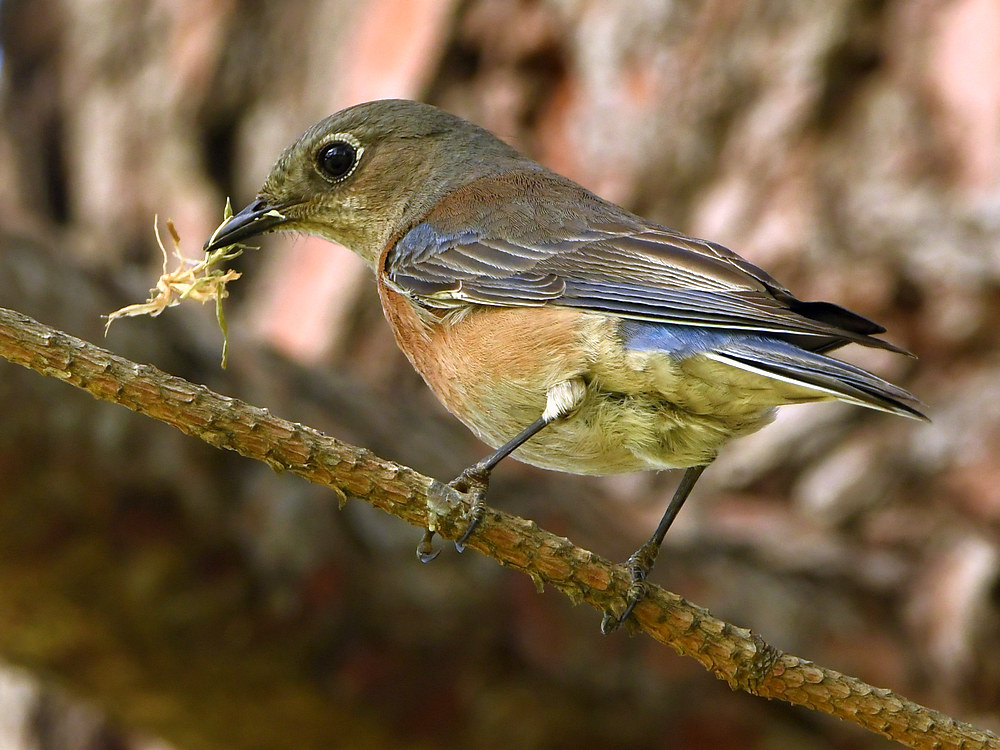 Bluebird2.jpg