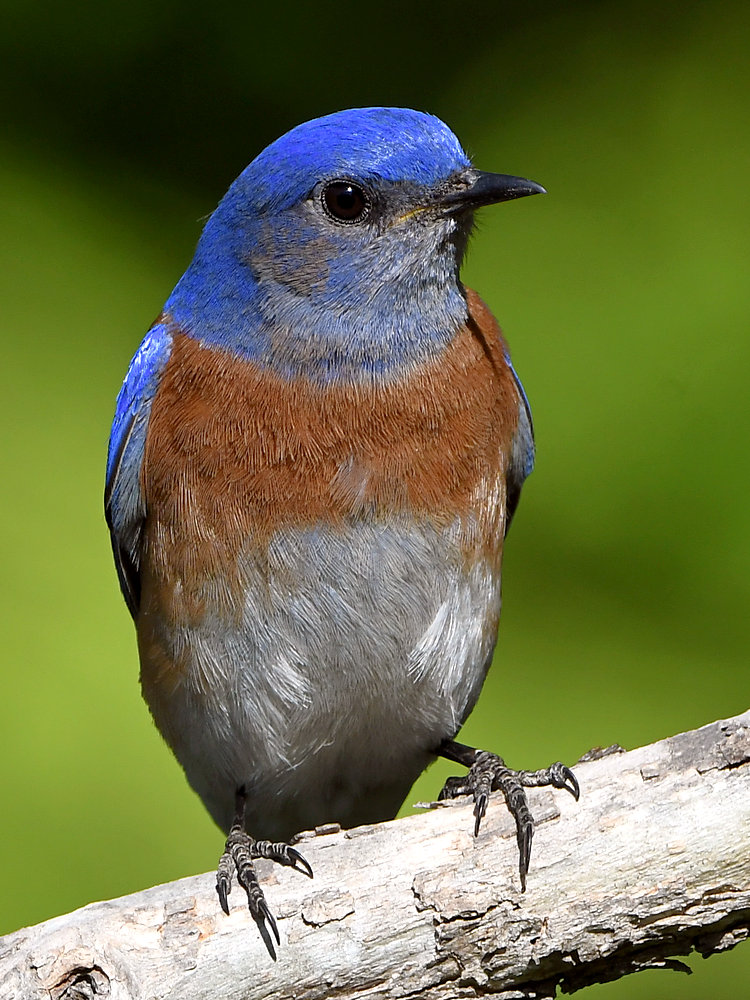 Bluebird2.jpg