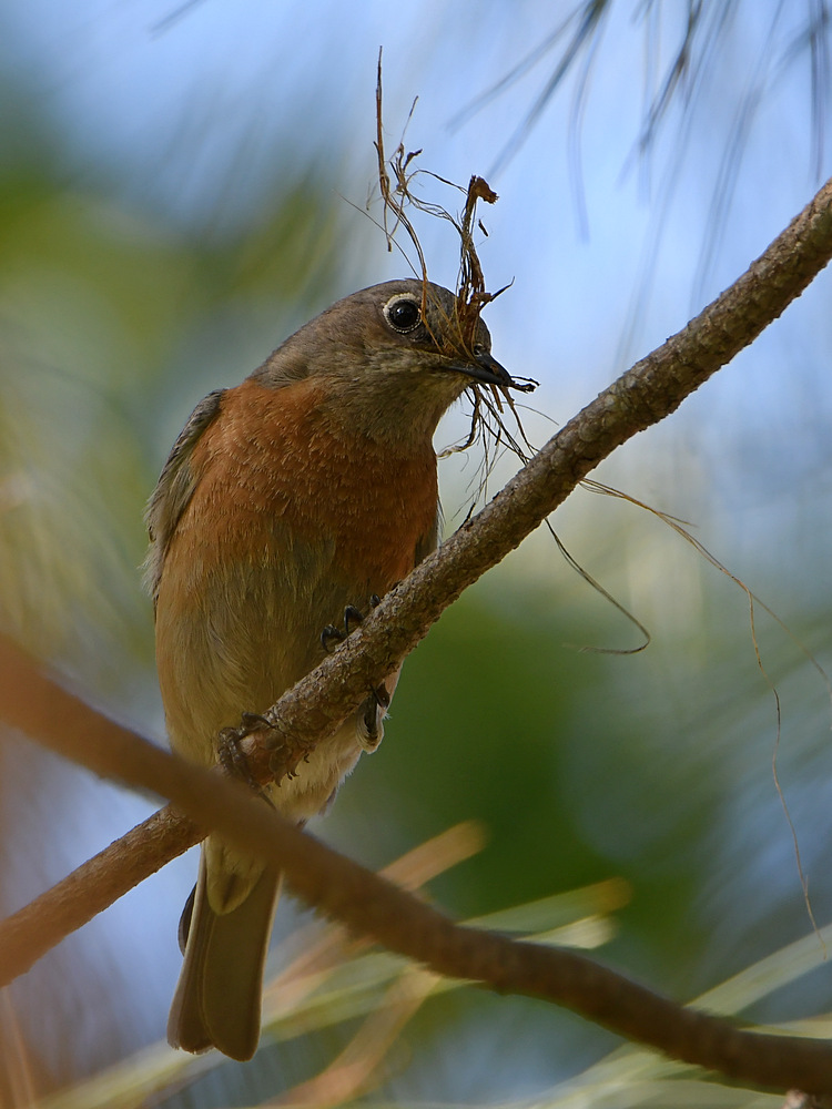 Bluebird2.jpg
