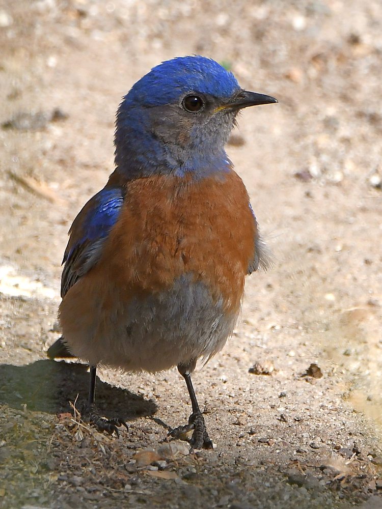 Bluebird2.jpg