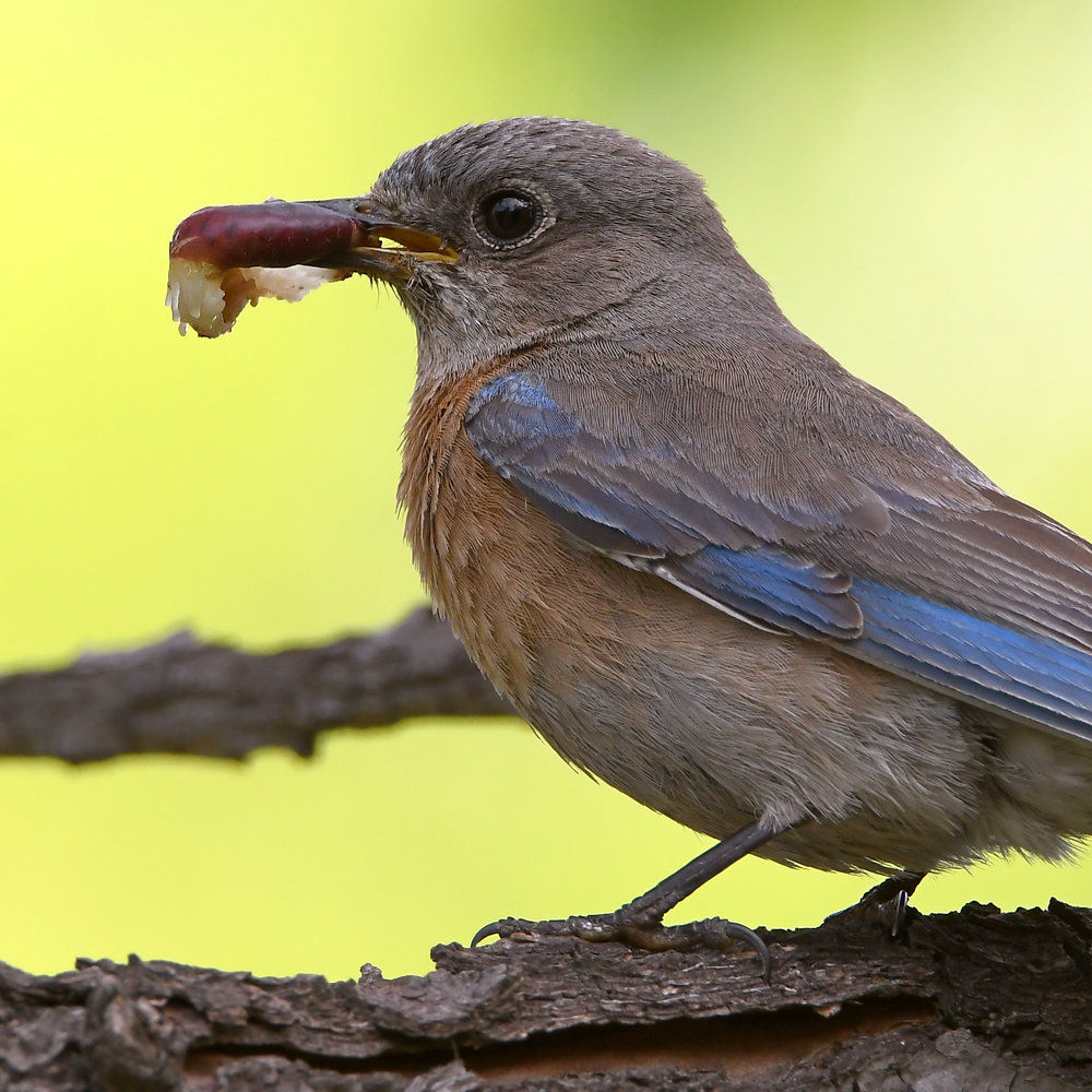 Bluebird2.jpg