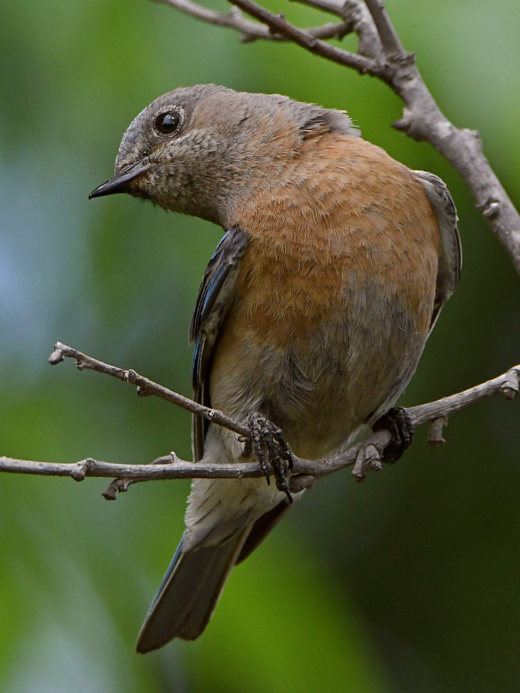 Bluebird2.jpg