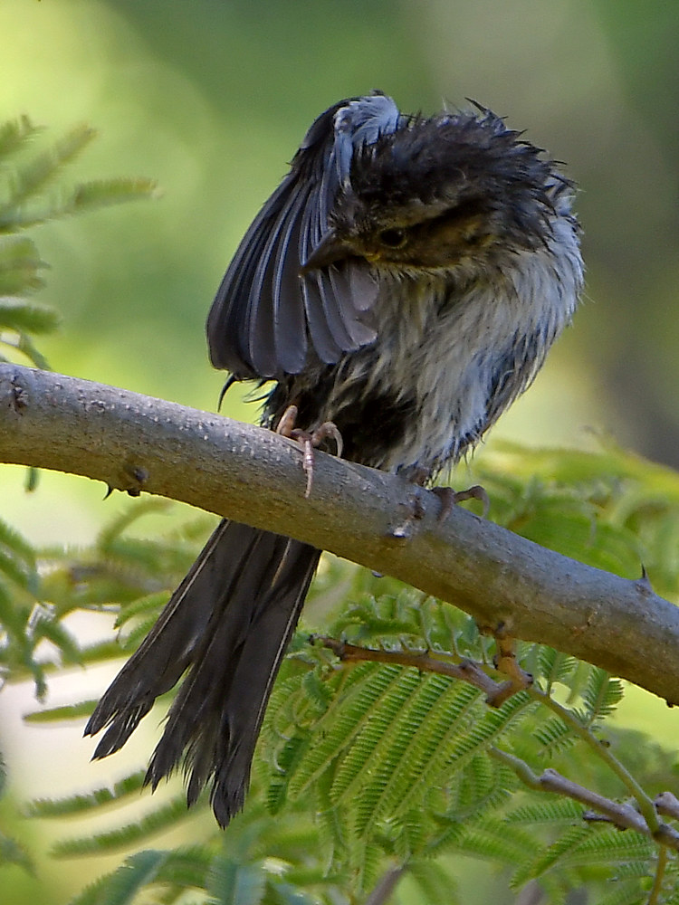 Bluebird2.jpg