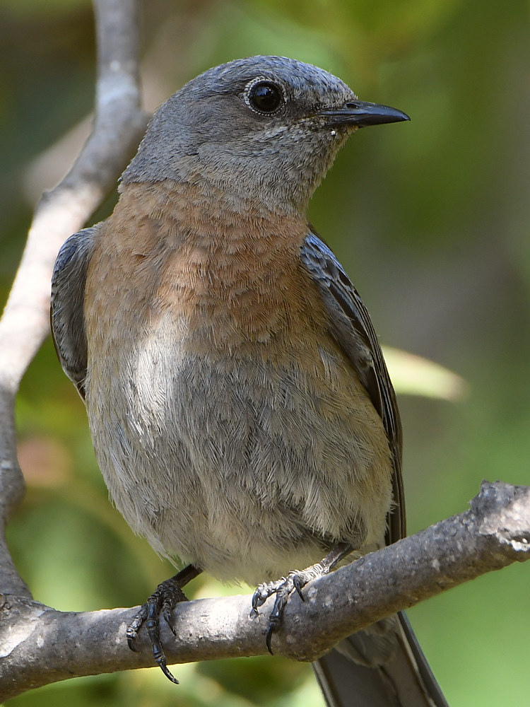 Bluebird2.jpg