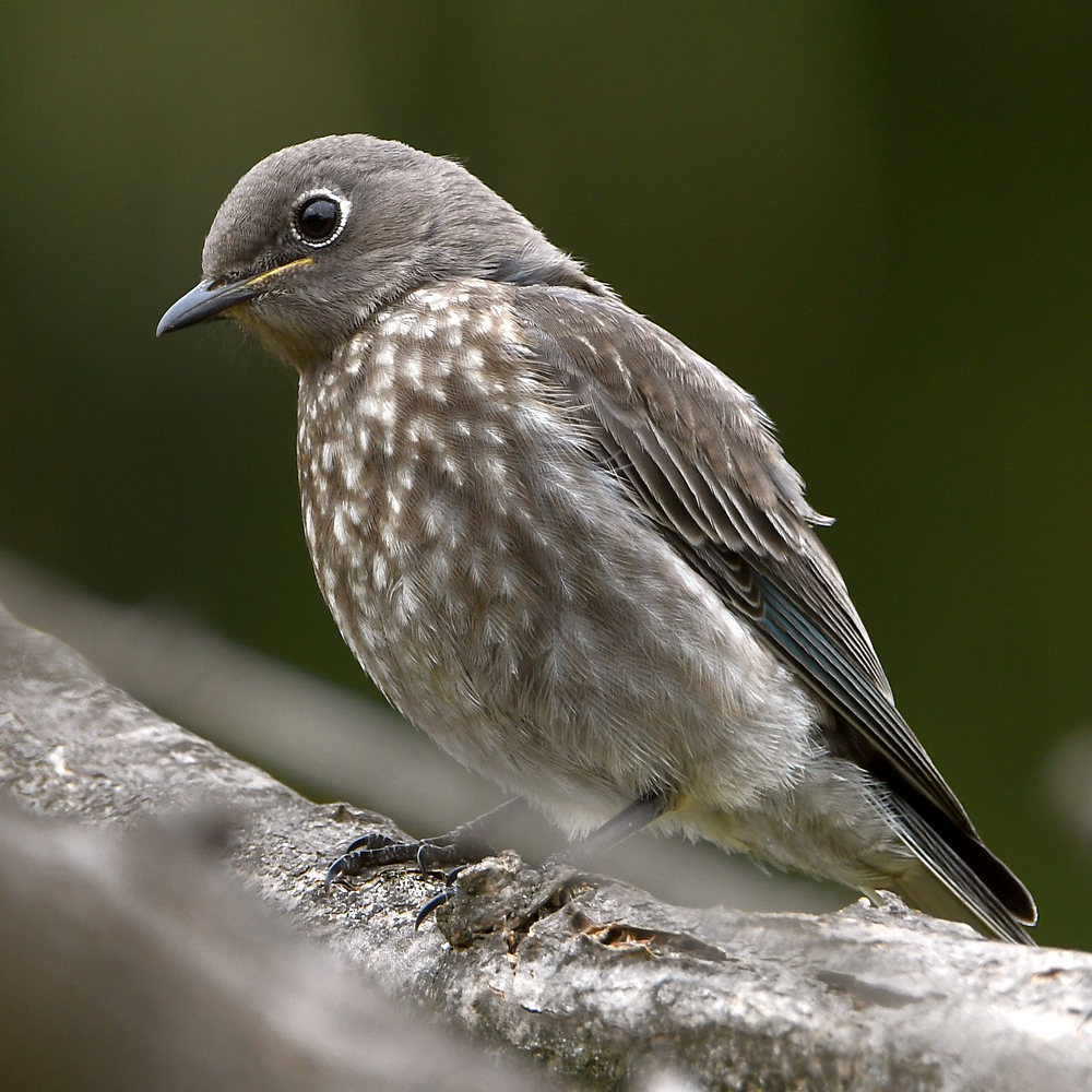 Bluebird2.jpg