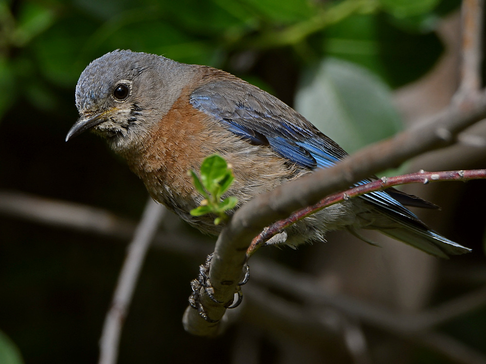 Bluebird2.jpg