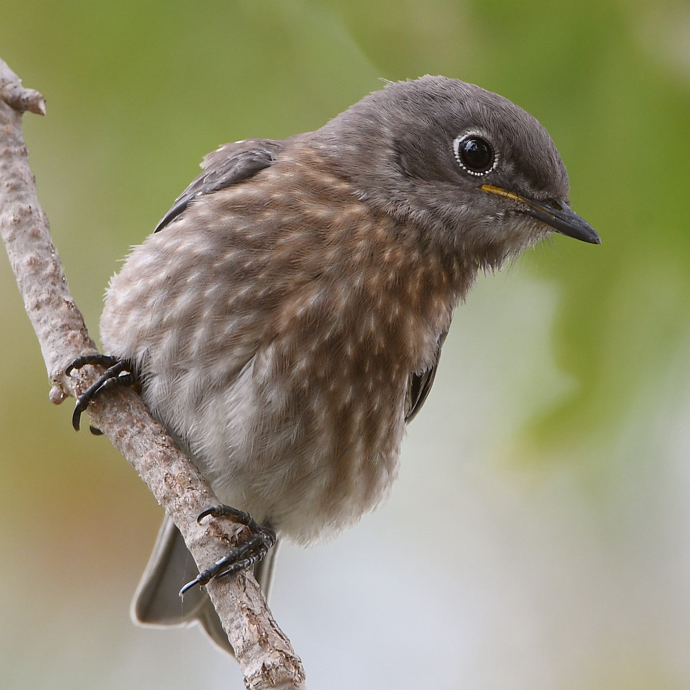 Bluebird2.jpg