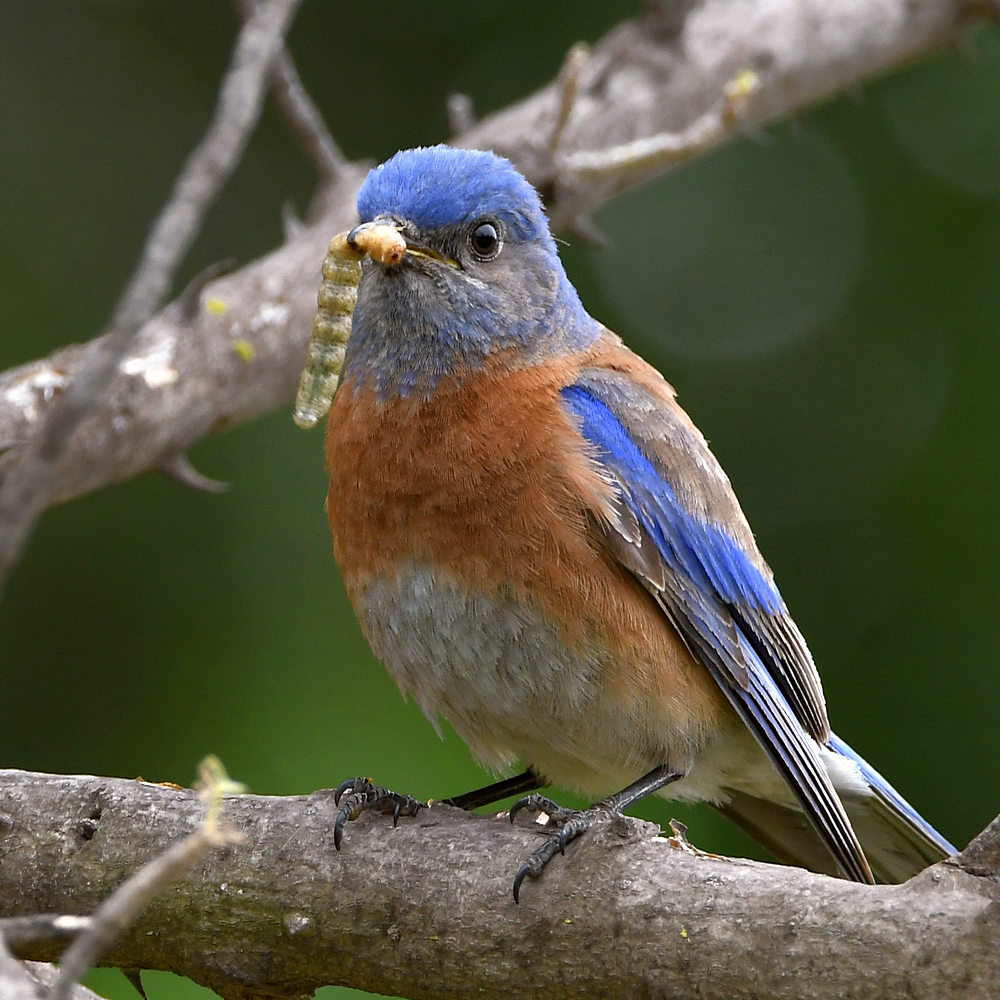 Bluebird2.jpg