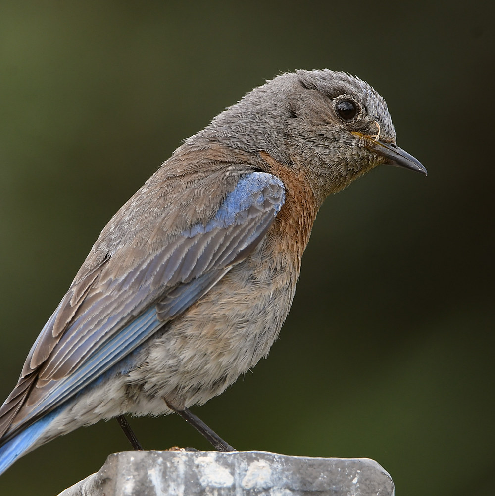 Bluebird2.jpg
