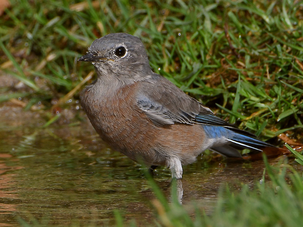 Bluebird2.jpg