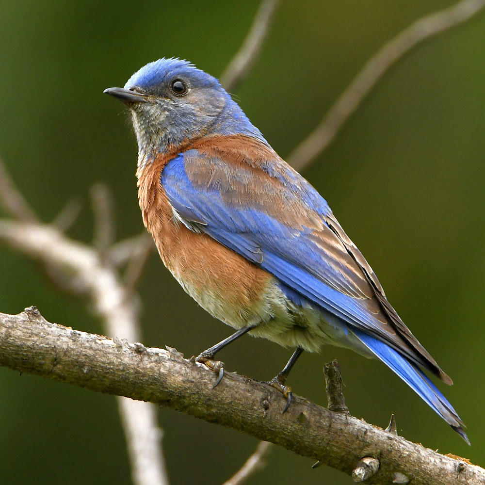 Bluebird2.jpg