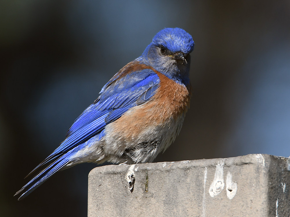Bluebird2.jpg