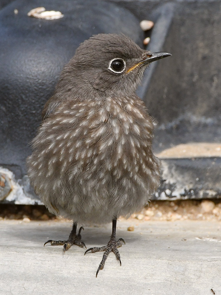 Bluebird2.jpg