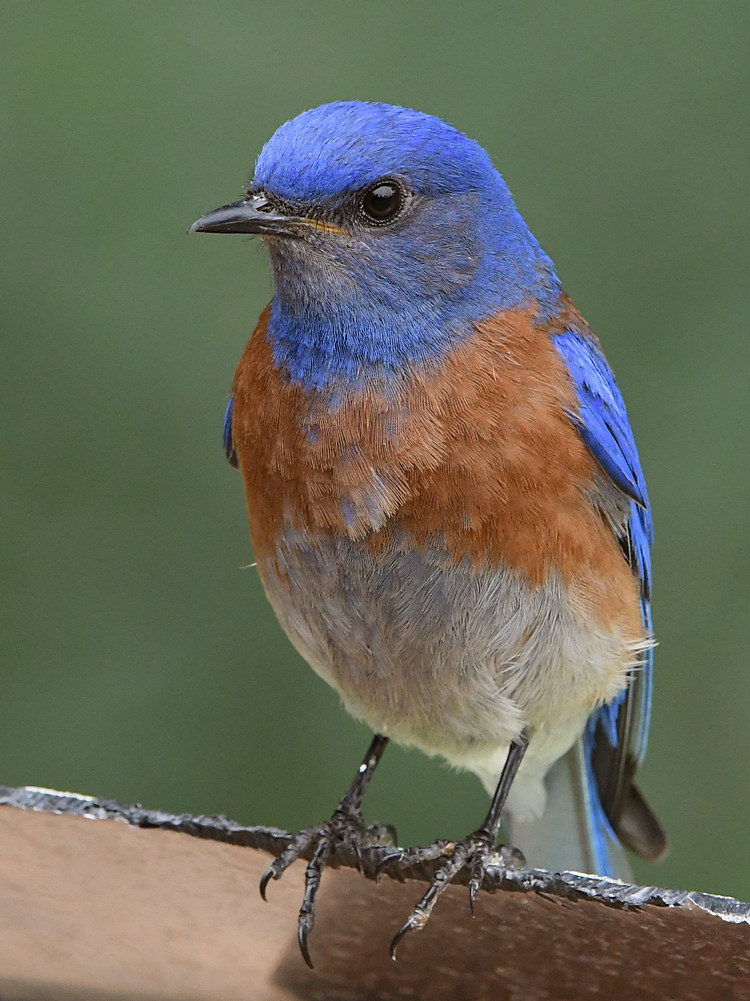Bluebird2.jpg