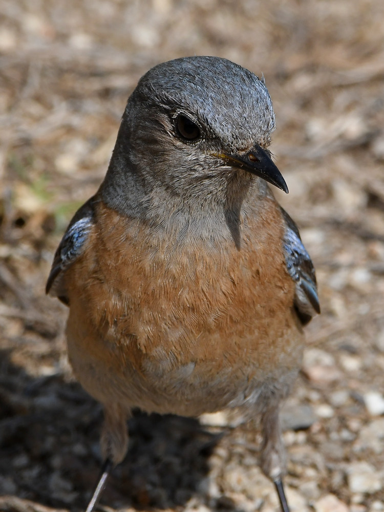 Bluebird2.jpg