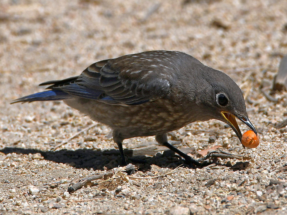 Bluebird2.jpg