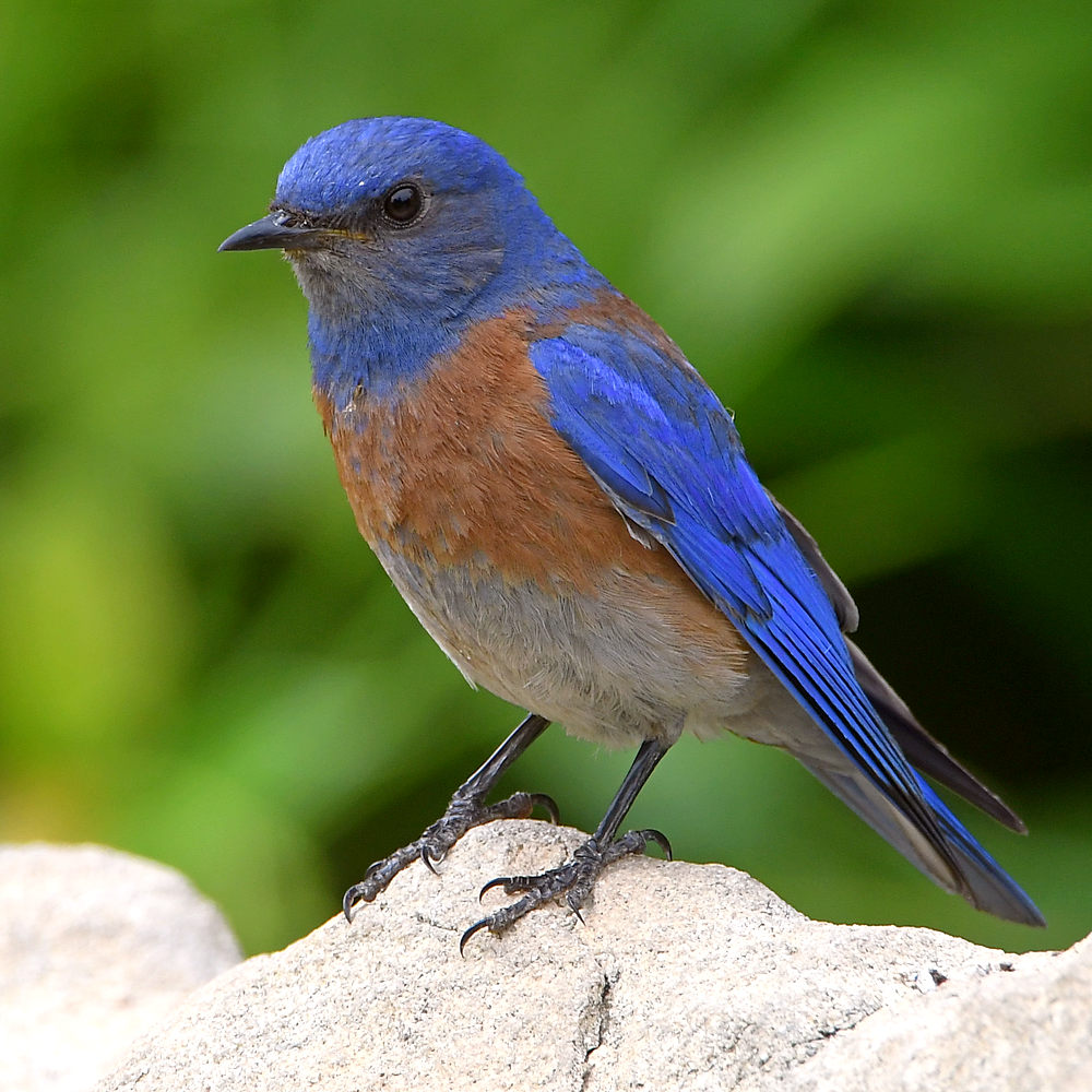 Bluebird2.jpg