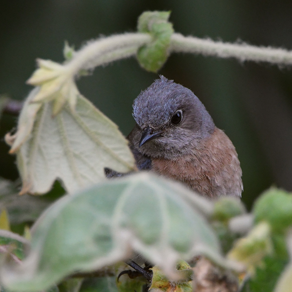 Bluebird2.jpg