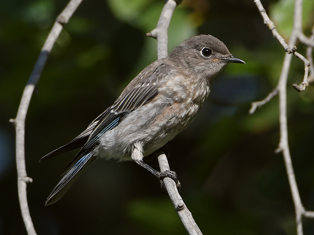 Bluebird2.jpg