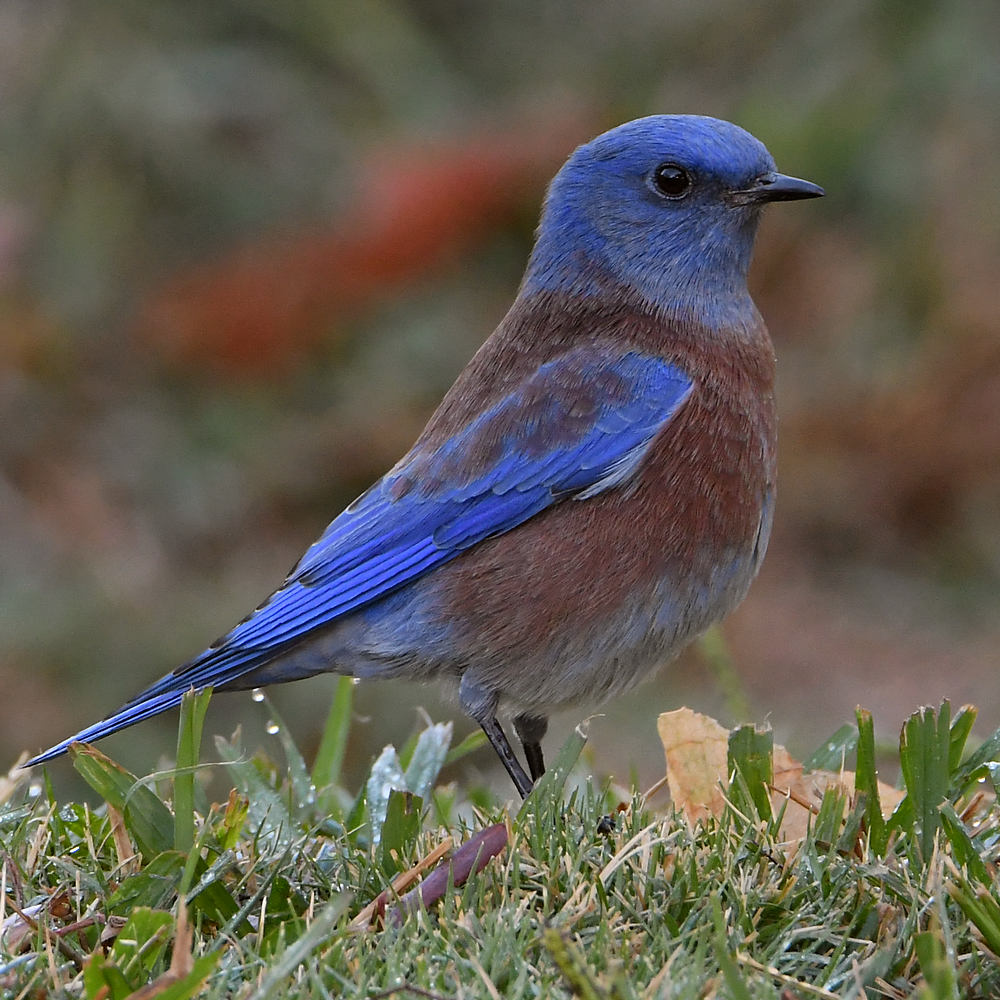 Bluebird2.jpg
