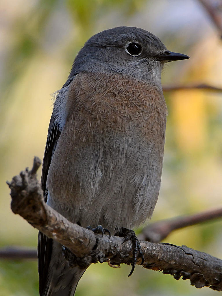 Bluebird2.jpg