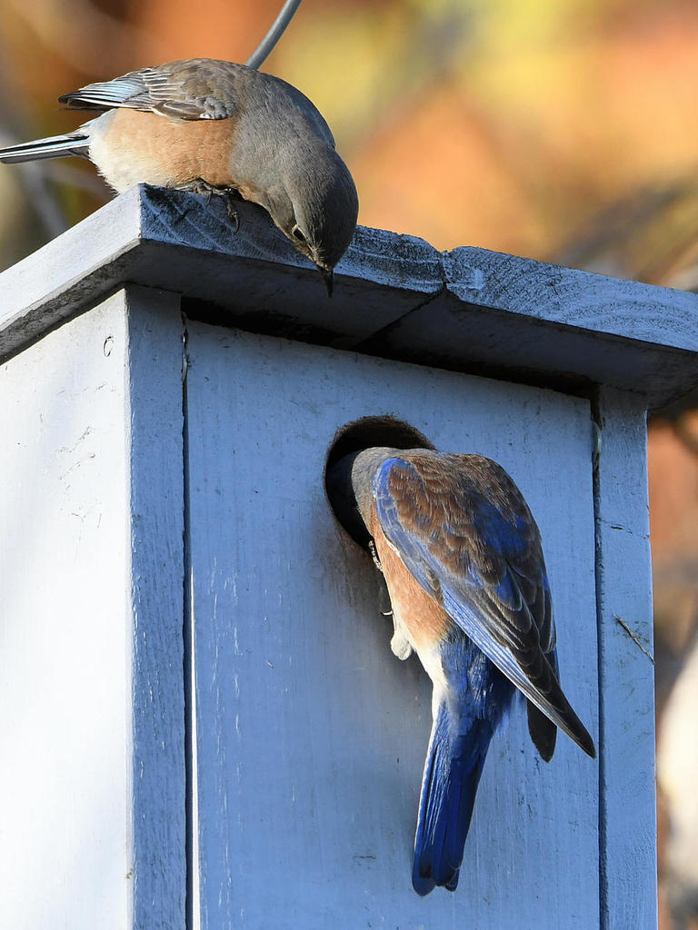 Bluebird2.jpg