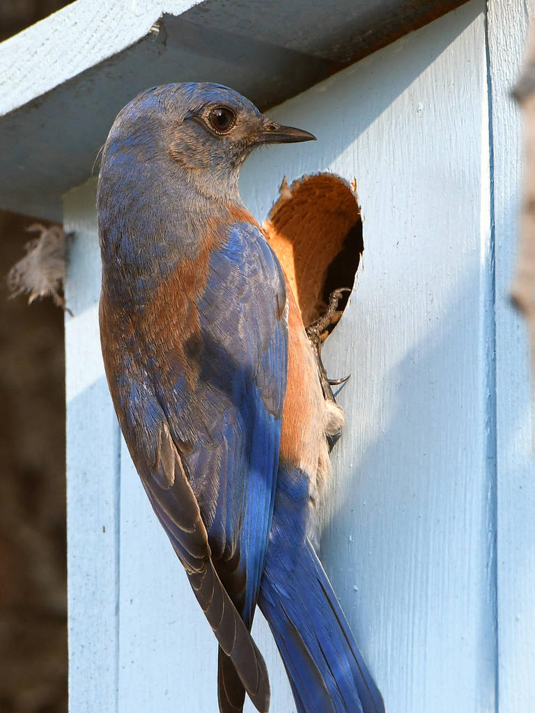 Bluebird2.jpg