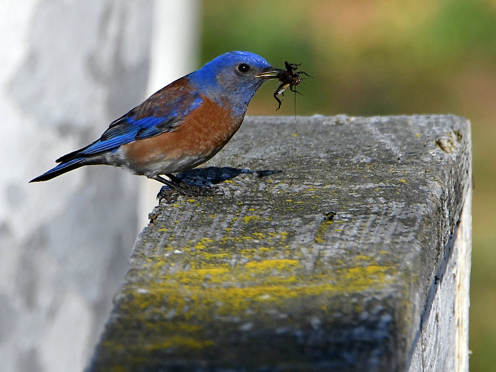 Bluebird2.jpg