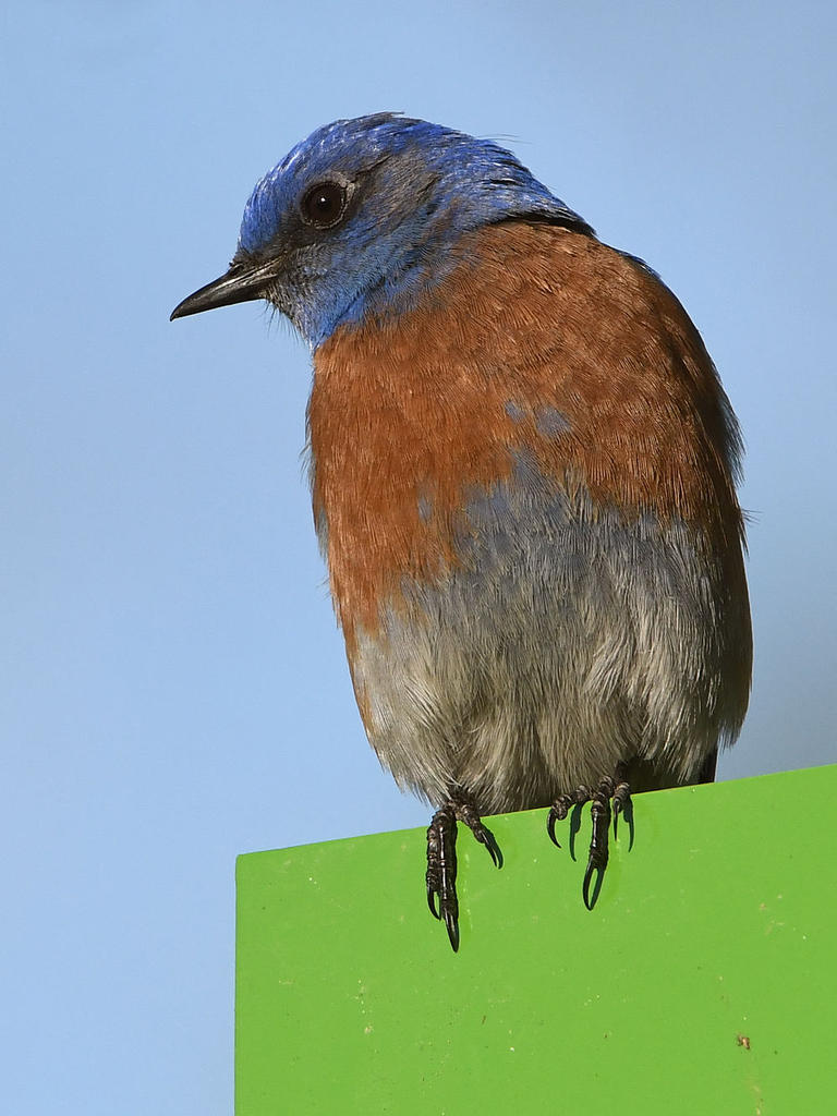 Bluebird2.jpg