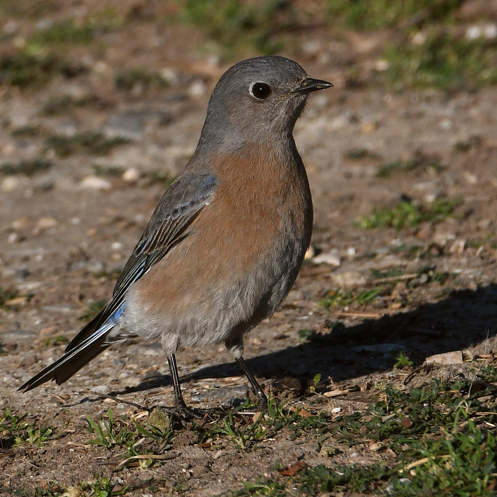 Bluebird2.jpg