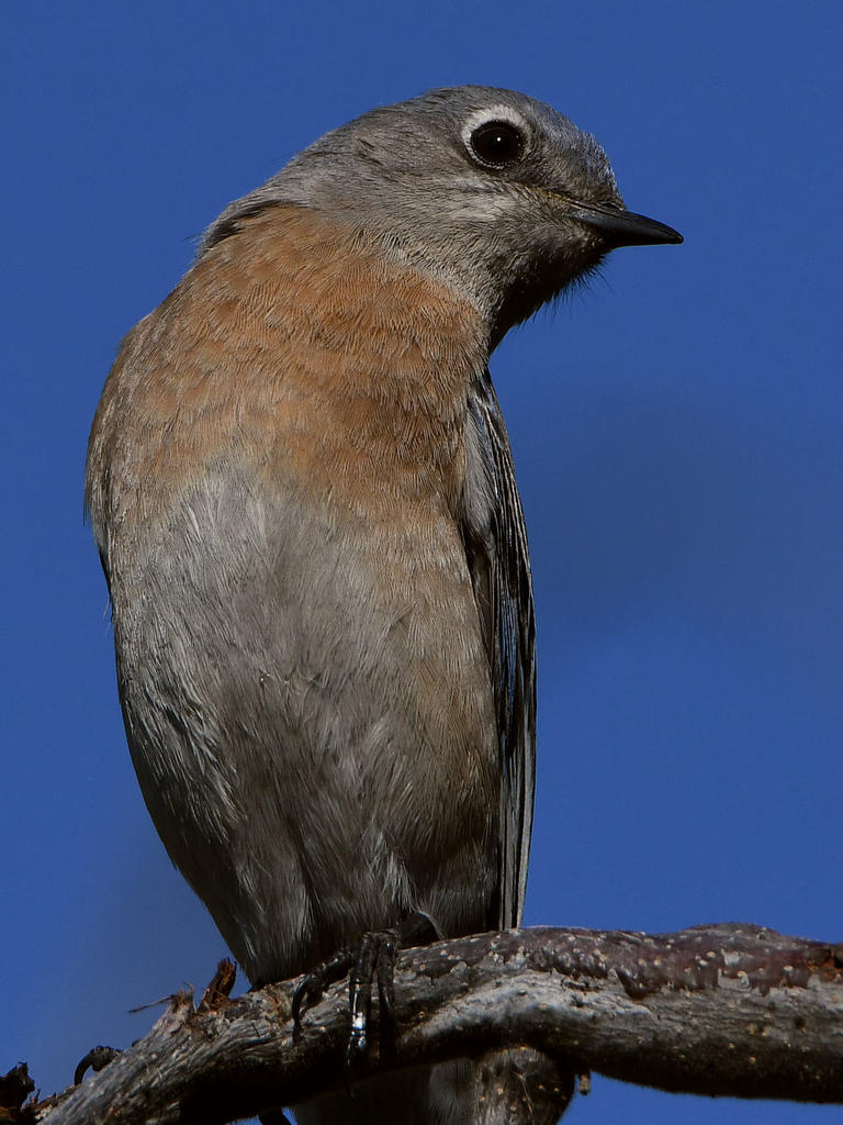 Bluebird2.jpg
