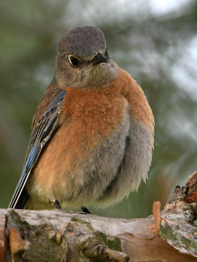 Bluebird2.jpg